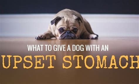 can heat cause upset stomach in dogs